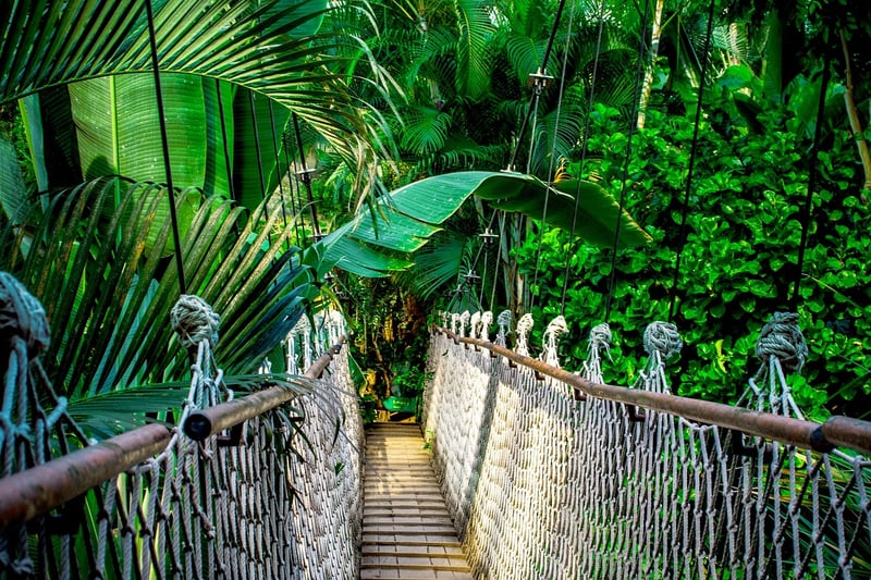 Amazon Rainforest, South America